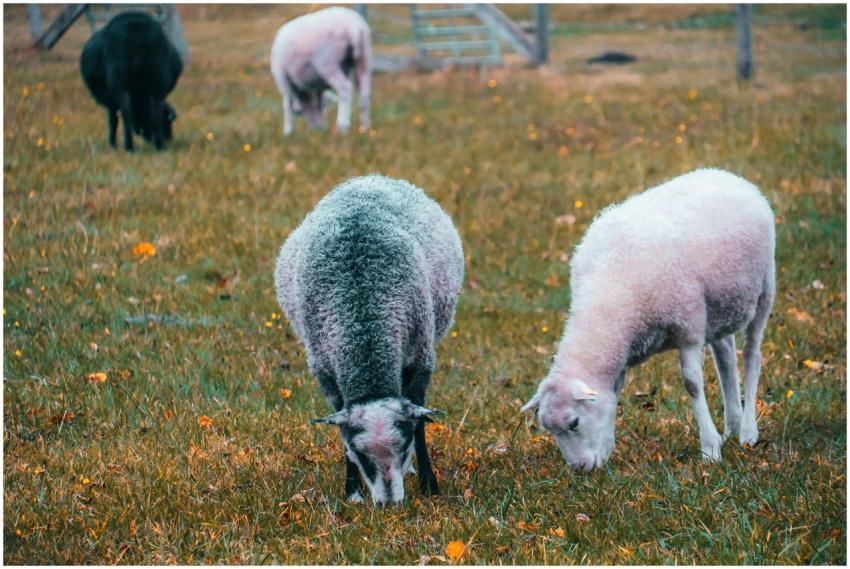 A serene scene of sheep grazing in a lush pasture