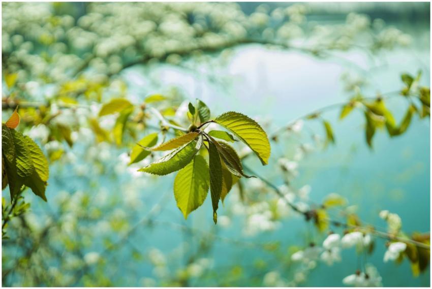 Close-up of cherry blossoms and green leaves over