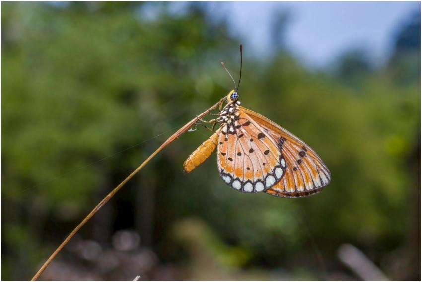 Close-up of a Monarch butterfly perched on a twig
