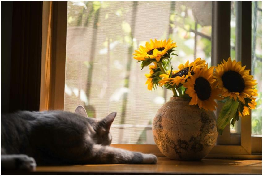 A sleeping cat and vibrant sunflowers bathed in su