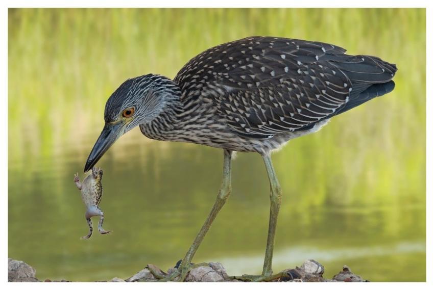 Yellow-Crowned Night-Heron Bird Frog Heron