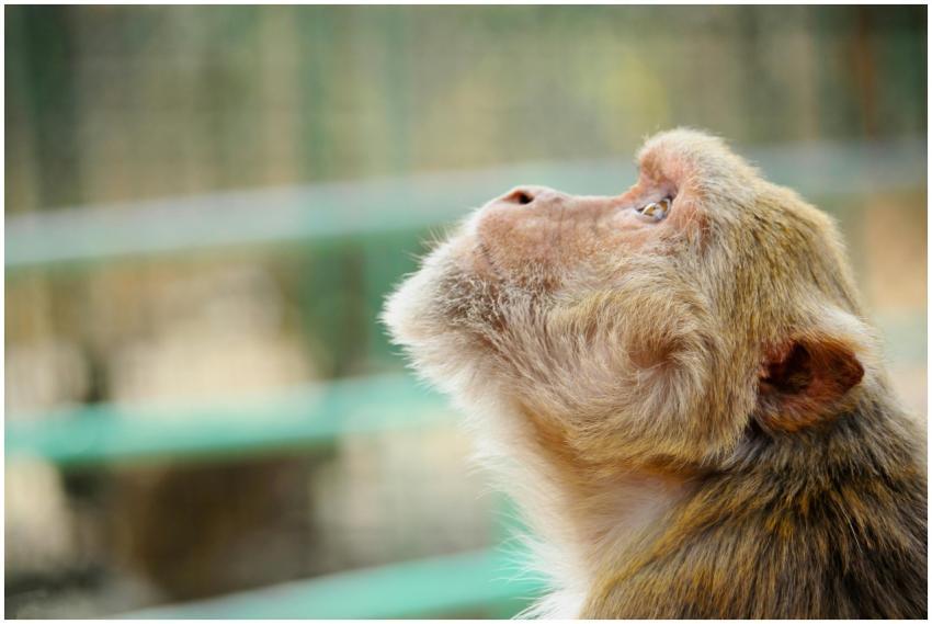 Close-up shot of a monkey gazing upwards, showcasi