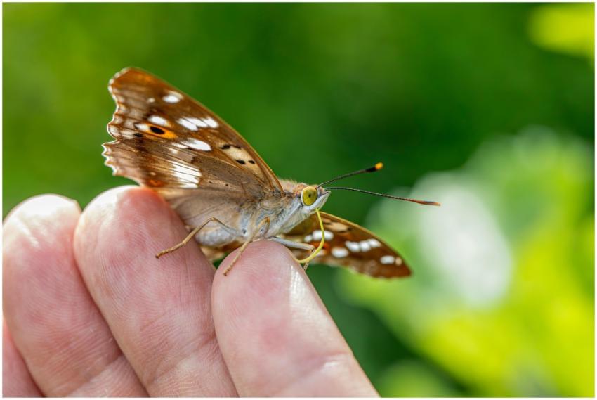 Detailed macro shot of a butterfly perched on a fi