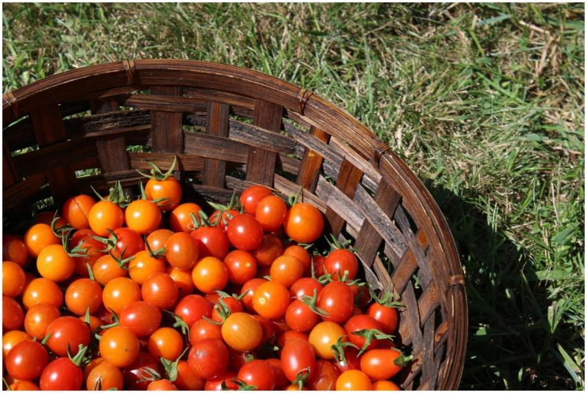 Free stock photo of abundance, agricultural, backy