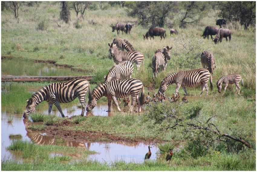 Zebras drink from a waterhole in a lush African sa