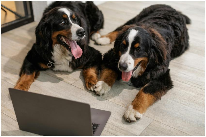 Two Bernese Mountain Dogs lying on the floor next