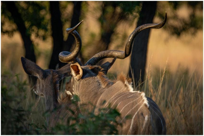 Close-up of a kudu antelope with twisting horns in