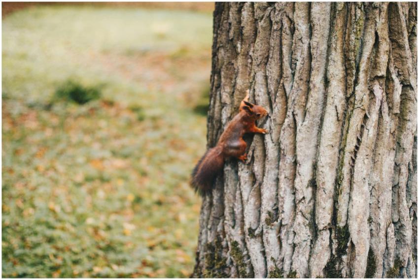 A lively squirrel climbing a tree trunk in a seren
