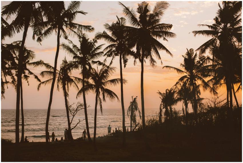 Tranquil tropical beach scene with silhouetted pal