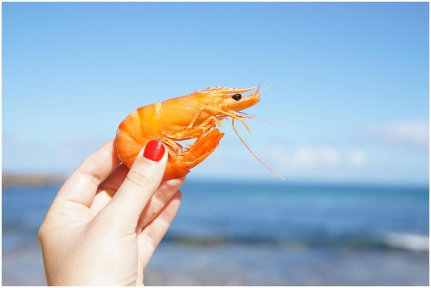 Close-up of a hand holding a vibrant orange shrimp