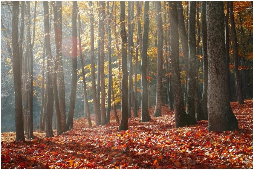 Beautiful autumn forest with sunlight filtering th