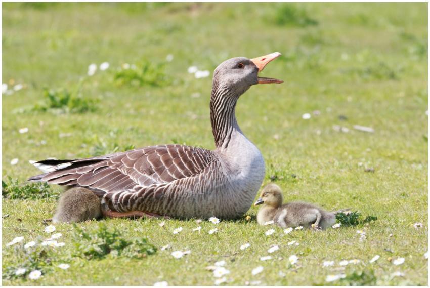 A greylag goose with goslings on a sunny, grassy m