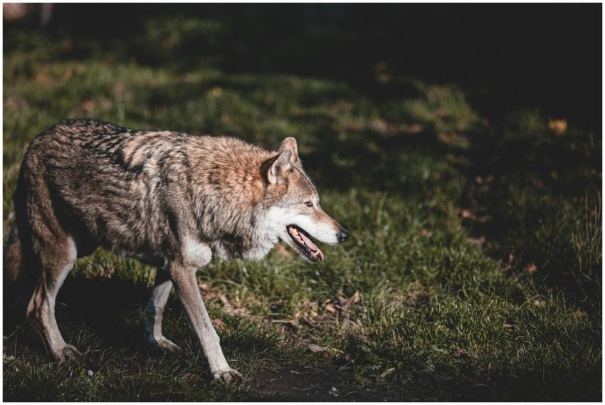 A wild wolf walking through a sunlit forest meadow