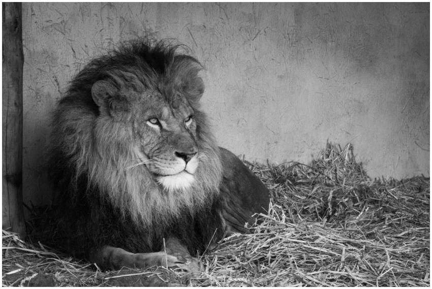 A powerful image of a lion resting on straw in a z