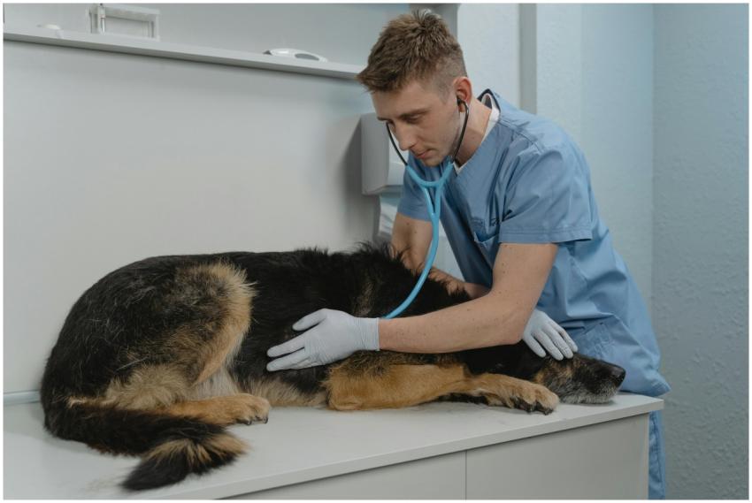 A veterinarian checks a German Shepherd's health u
