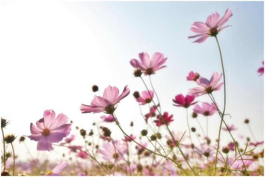 A beautiful field of pink cosmos flowers in full b