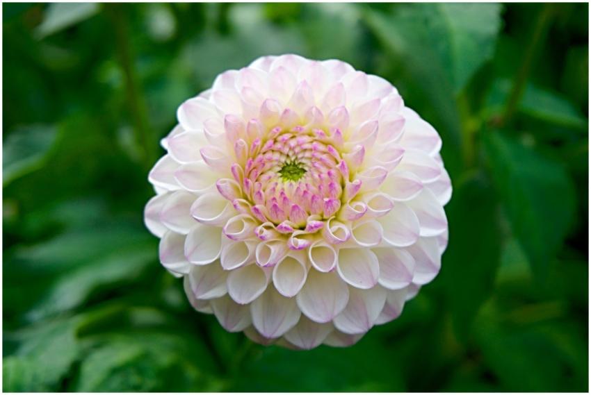 Beautiful close-up of a dahlia flower with delicat