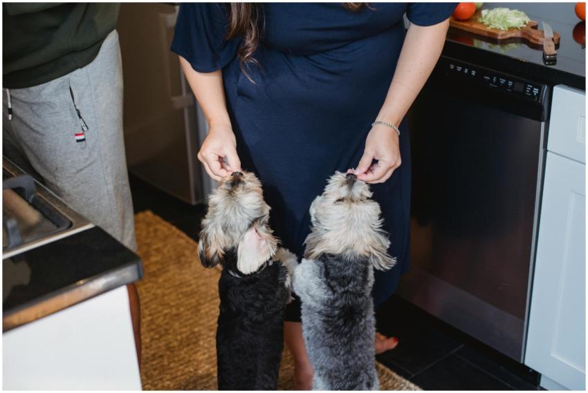 A person feeds two Yorkshire terriers in a home ki
