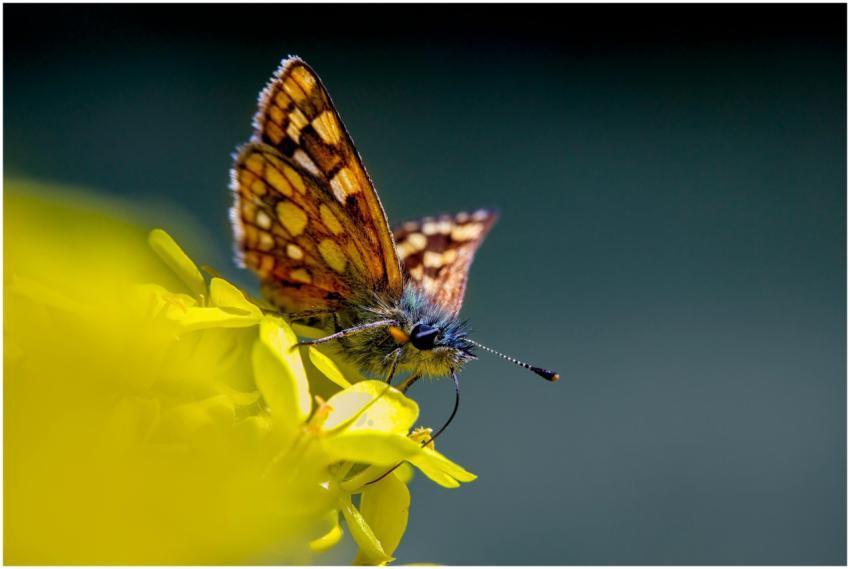 Vibrant butterfly on yellow flowers illustrating n