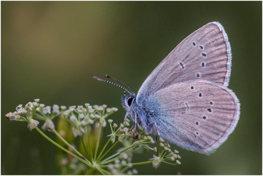 Macro image of a butterfly perched on a flower, sh
