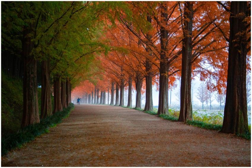 A tranquil outdoor walkway lined with vibrant autu