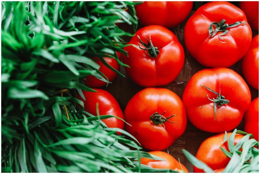 Close-up of fresh, juicy tomatoes surrounded by vi
