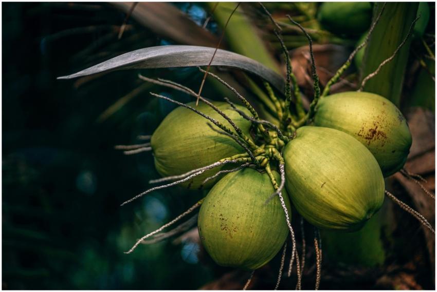Close-up view of green coconuts on a palm tree in