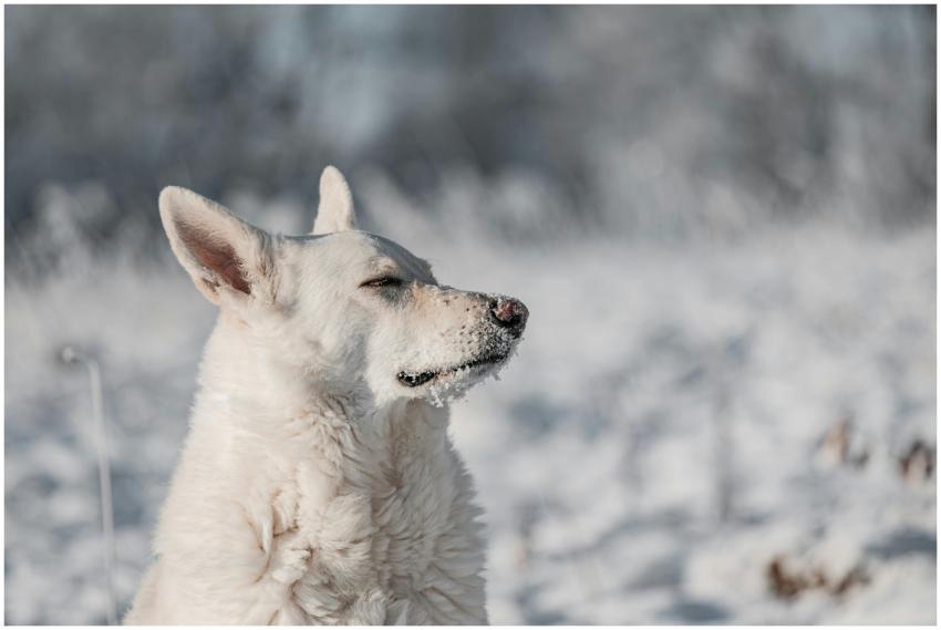 A serene portrait of a white dog enjoying a snowy
