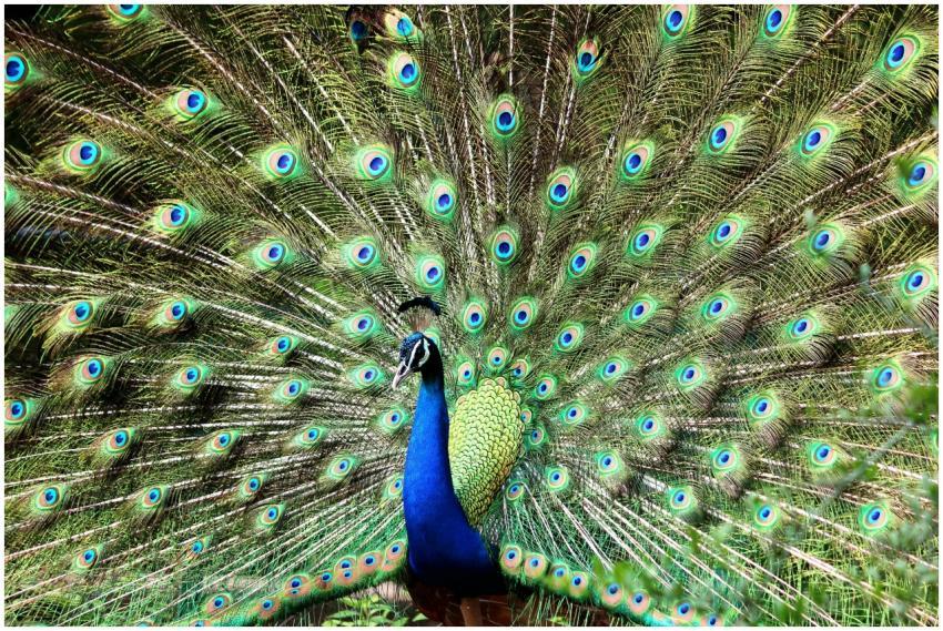 A stunning display of a peacock's colorful feather