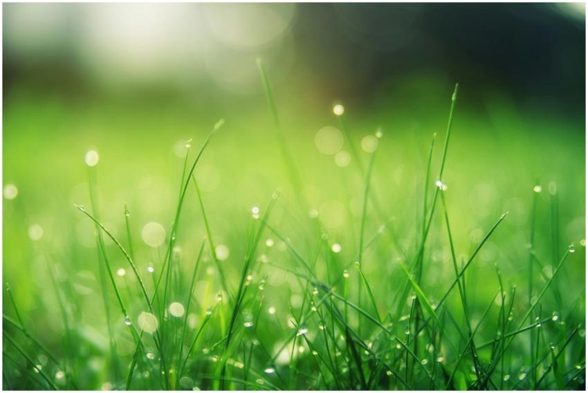 Close-up of fresh green grass with dew drops, glow