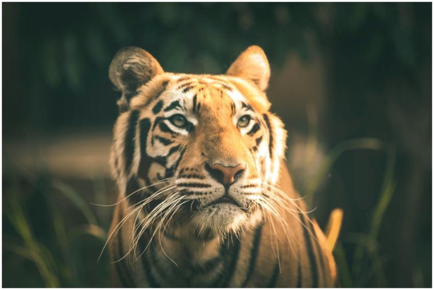 Majestic Bengal tiger gazing intently in a lush, n