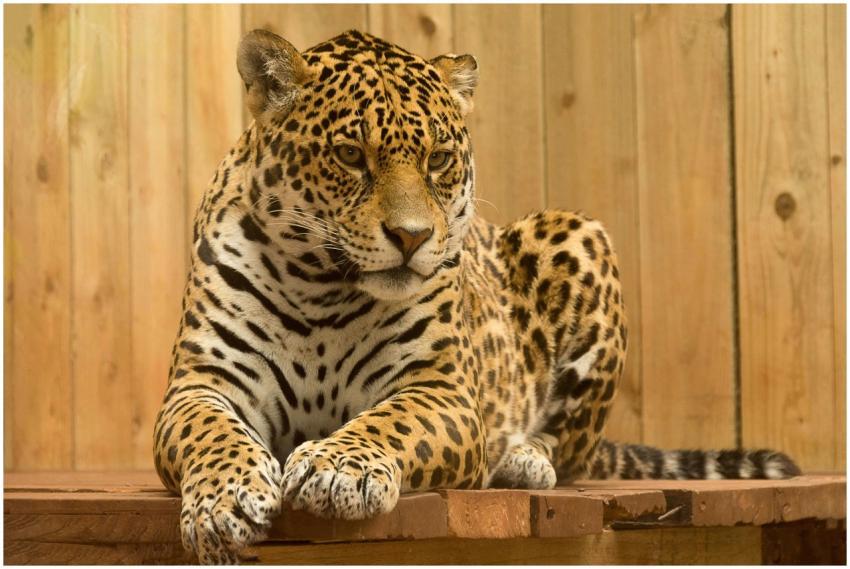 Close-up of a majestic leopard resting on a wooden
