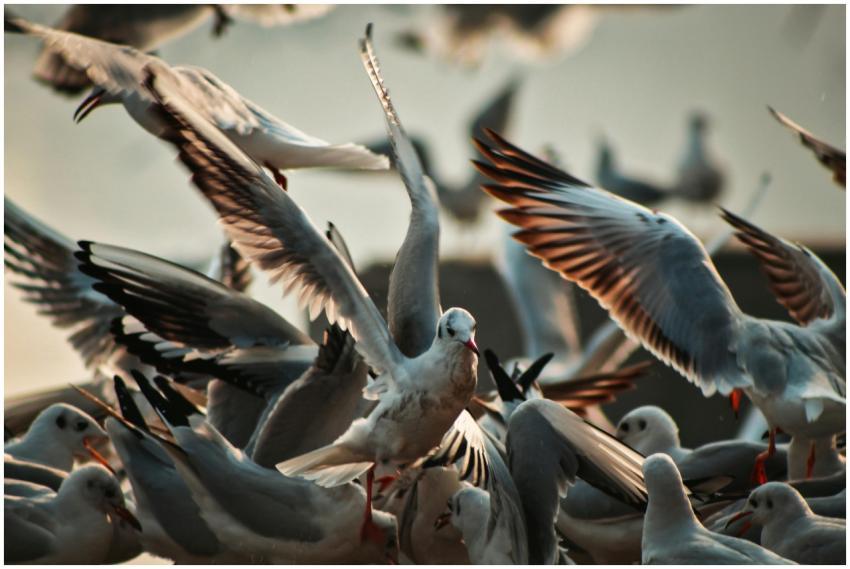 A lively scene capturing a flock of birds in fligh