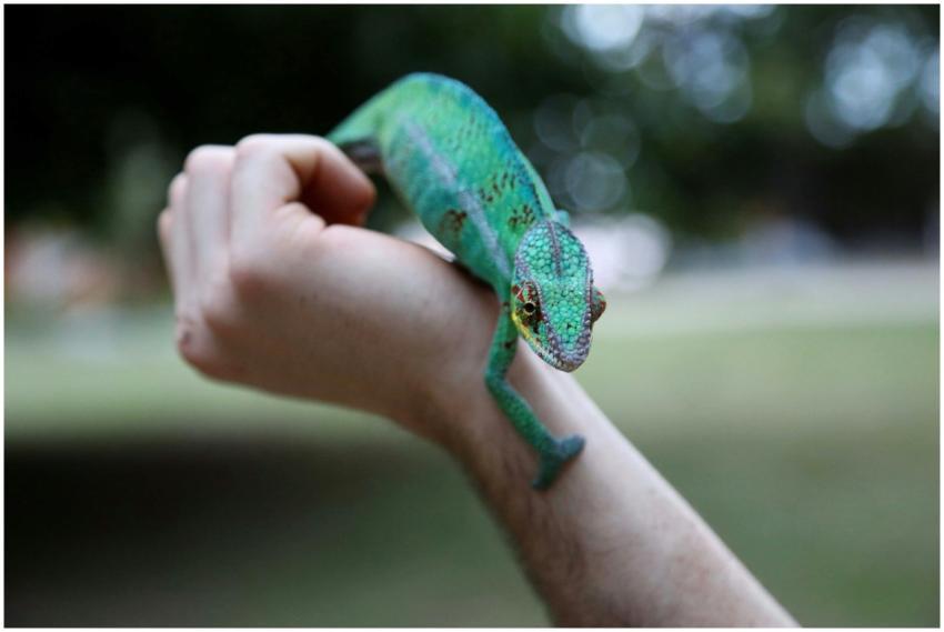 A vibrant green chameleon perched on a person's ar
