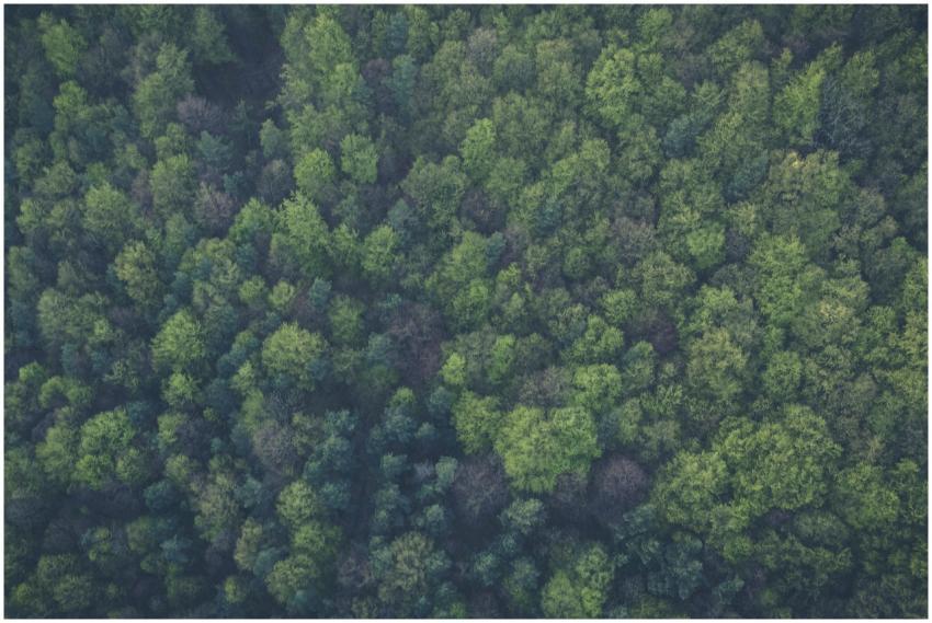 A dense, vibrant forest seen from above, showcasin