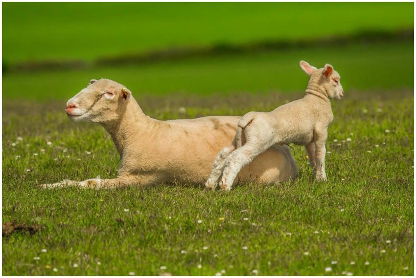 A shorn sheep with its lamb relaxing in a lush gre