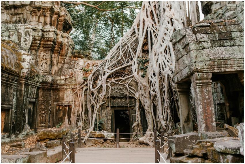 Ancient Ta Prohm temple ruins entangled with tree