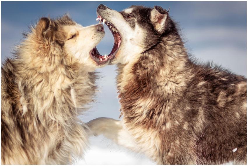 Two wolves playfully interacting in a snowy landsc