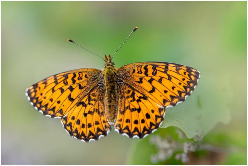Bright yellow lesser marbled fritillary butterfly