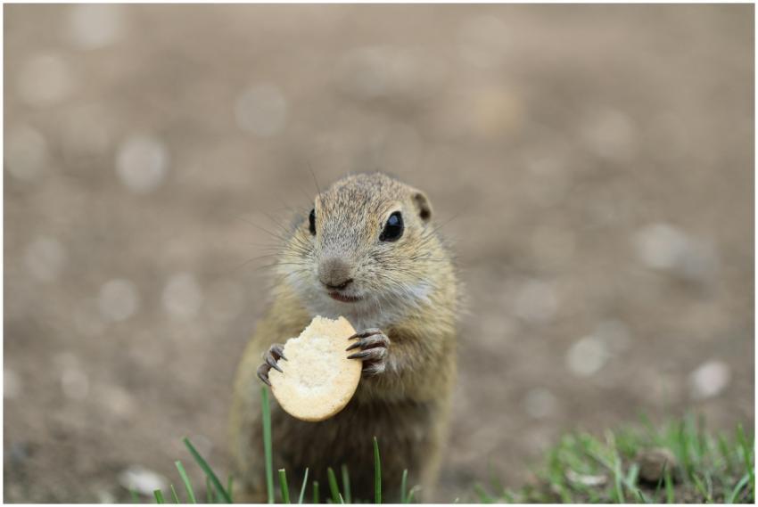 Close-up of a ground squirrel nibbling a cookie in
