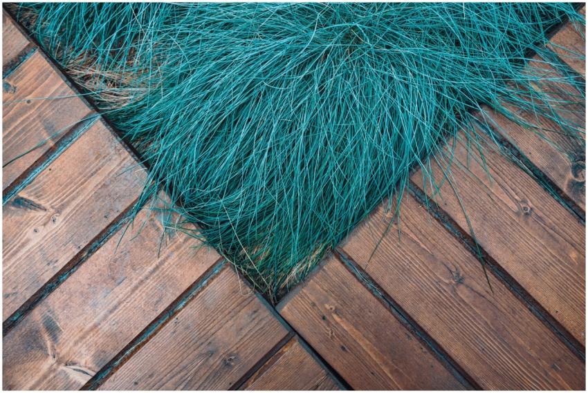 Colorful blue grass contrasting a rustic wooden de