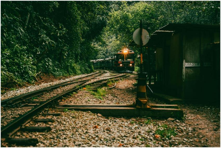 A scenic train moving through lush green forest, s