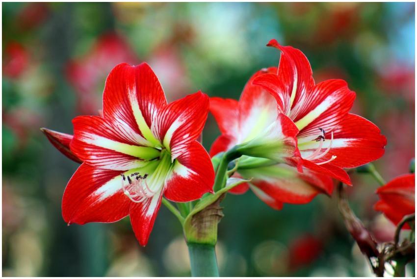 Stunning red and white amaryllis flowers in full b