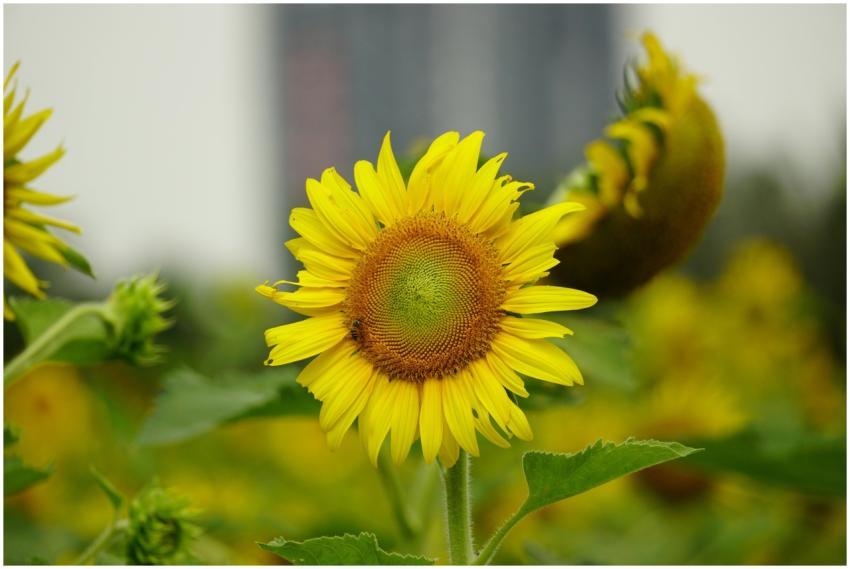 Bright yellow sunflower in focus with a blurred ur