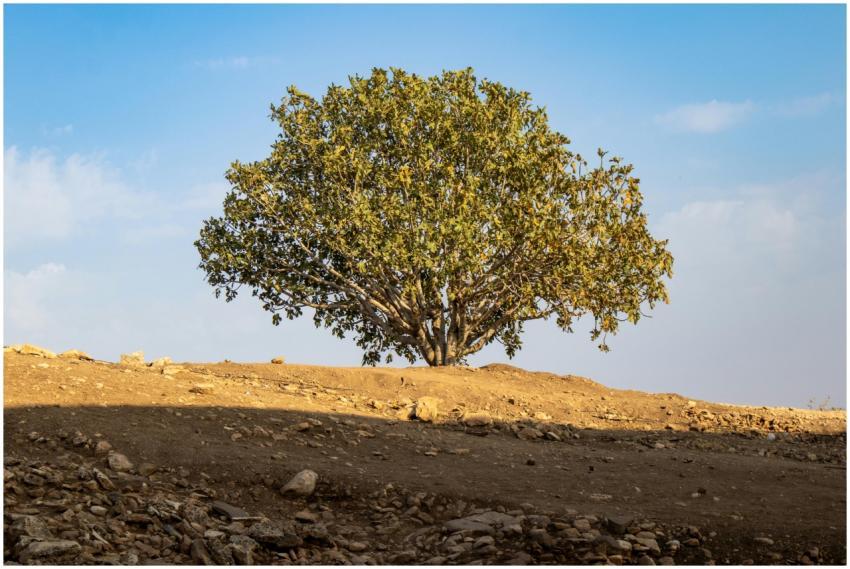 Lonely tree stands in the arid landscape of Şanlıu