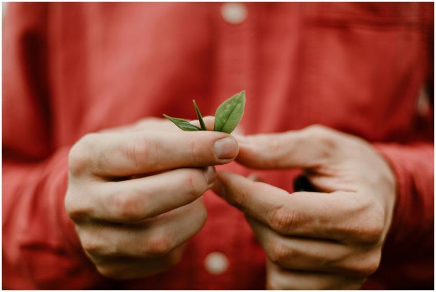 Detailed view of a person holding fresh green tea