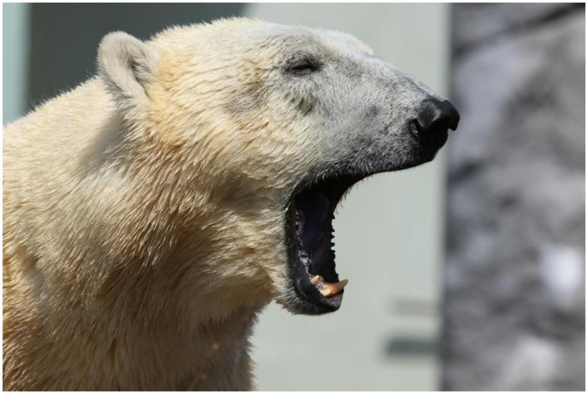 Close-up of a yawning polar bear captured at Køben