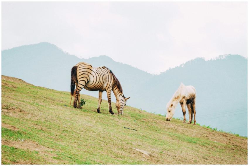 A scenic view of zebras grazing on a grassy hillsi