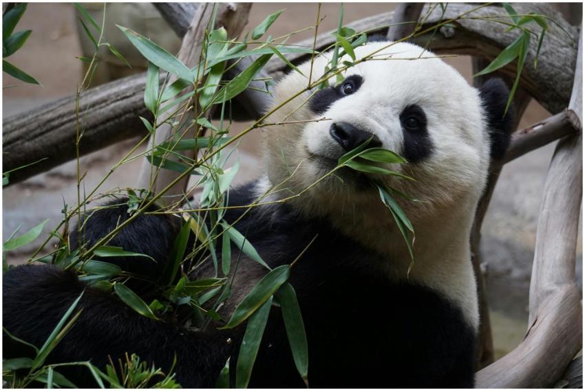 A close-up photo of a giant panda enjoying bamboo