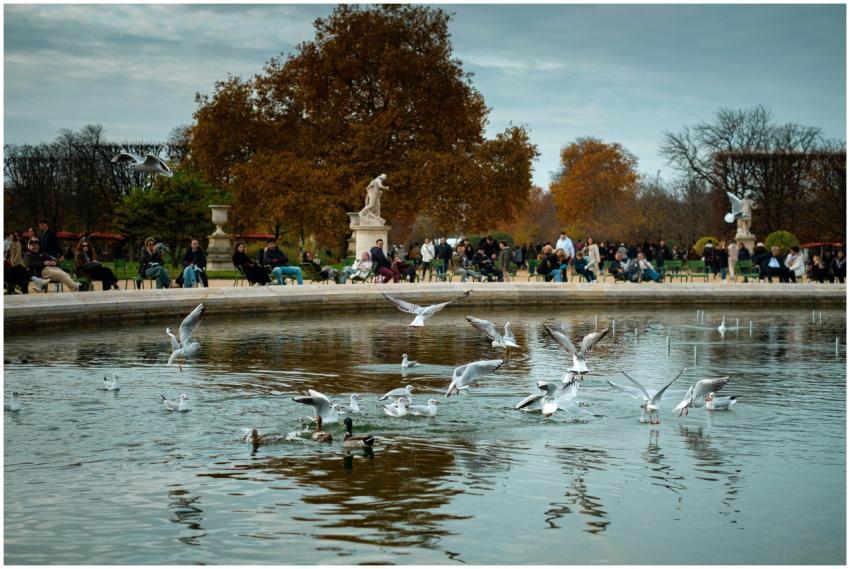 Seagulls flutter over a pond in a bustling Parisia
